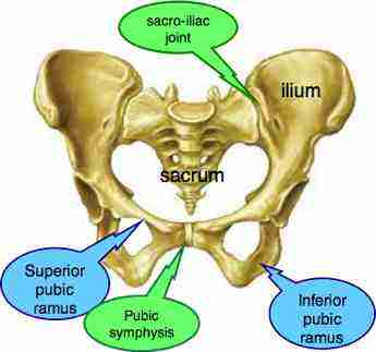 pubic bone pain often radiates to the inner thigh or groin.