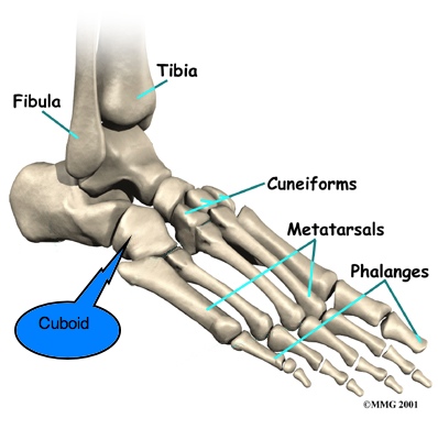 Cuneiform Bone Pain In Foot