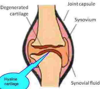 Hyaline cartilage is the vital substance lining the bones in your joints.