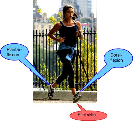 The distal ends of joint plane Movements Allowed By Synovial Joints. The distal ends of joint plane