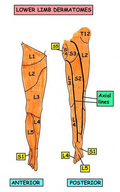 femoral nerve  pain