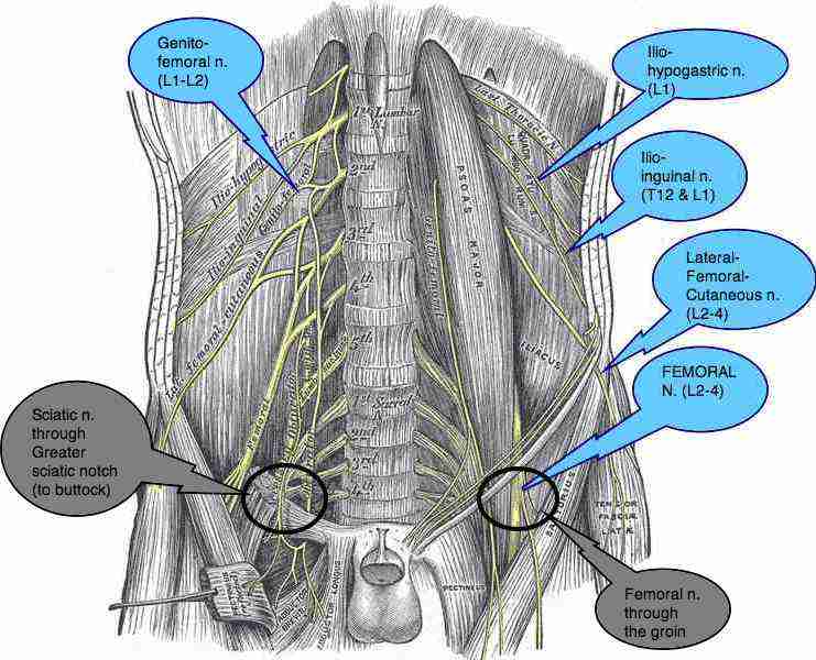 Relieve Back Pain Pressure Points Xbox Can The Sciatic Nerve Cause