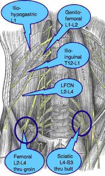 Femoral nerve and its relevance to chiropractic practice is the topic.