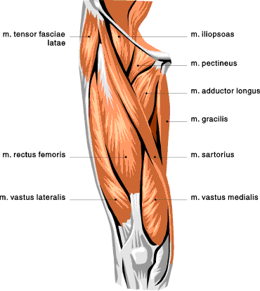 PFPS-quad-muscles.gif