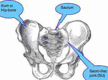 Pelvis-Sacro-iliac-joint.jpg