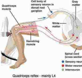 What are the signs and symptoms of a pinched nerve in the leg or back?