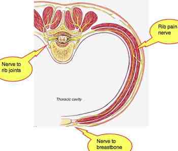 Muscle And Nerves Between Ribs 81