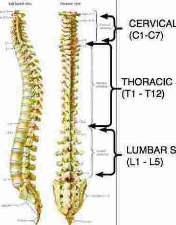 Thoracic spine pain is rarely serious but frequently very irritating.