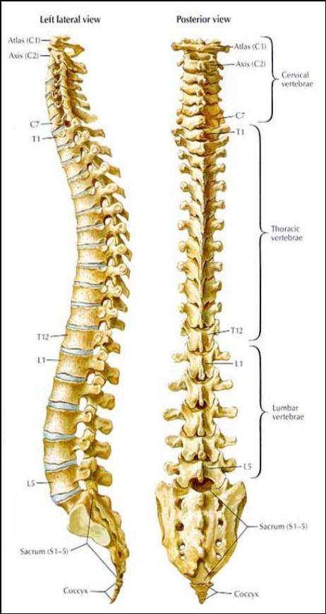 T4 Syndrome – Dr. Stefanie's Blog