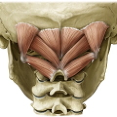 headache causes muscles chiropractic suboccipital neck suboccipitals posterior capitis rectus muscle oft pain minor heard clinic question headaches oian rcp