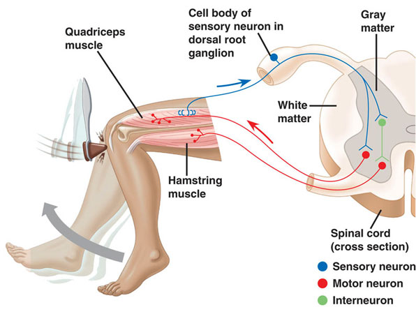 Knee jerk reflex