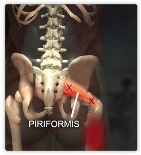Sacrum Muscles