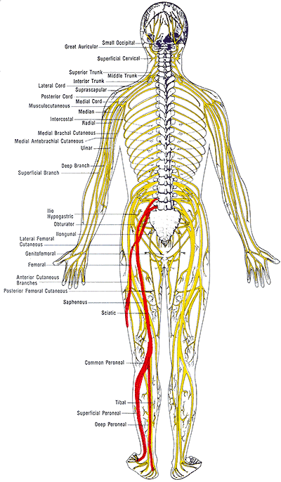 stretches for sciatica. HELP FOR SCIATICA PAIN