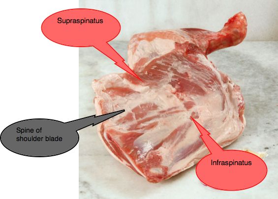 shoulder anatomy acutally four