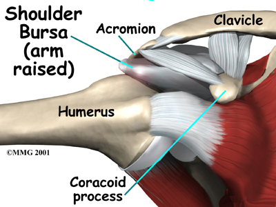 Rotator Cuff Muscles. The Rotator Cuff consists of