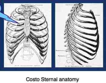 Costosternal anatomy describes the muscles and joints around the chest.