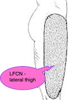 Lateral femoral cutaneous nerve supplies the skin of the lateral thigh.