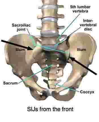 sacroiliac joint is beautifully and wonderfully made. sacroiliac joint is beautifully and wonderfully made., Muscles