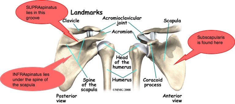 Shoulder anatomy is actually four joints wrapped up in one ... collar bone anatomy diagram 