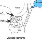 Cruciate-ligaments.jpg