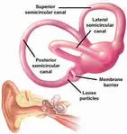 Semi circular canals opt