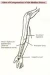 Median nerve