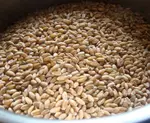 wheat berries pot