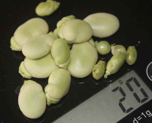 20g of legumes for 8 percent mortality reduction