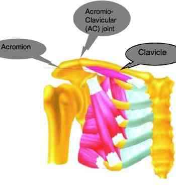 The acromioclavicular joint muscles. The acromioclavicular joint muscles.
