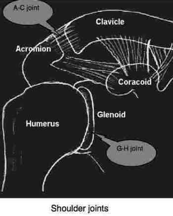 The shoulder joints. The shoulder joints.