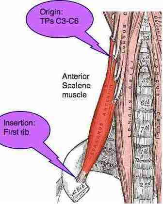 Inter scalene triangle is a narrow passage affecting nerves & artery.