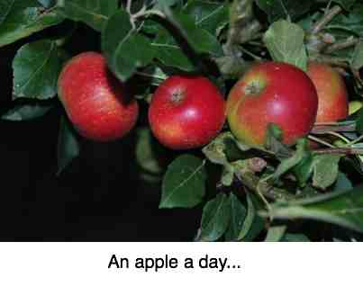 Shiny red apples, fit for a feast.