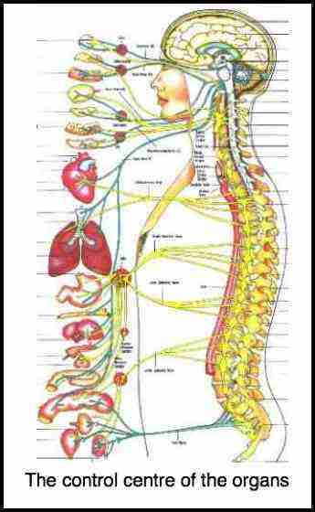 Chiropractic Nervous System Chart