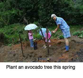 Plant an avocado tree if you have the space in the garden.
