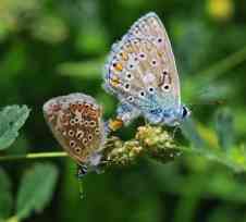 Photograph of butterflies mating. Photograph of butterflies mating.