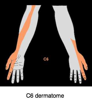 Tingling in fingers one and two belongs specifically to the C6 nerve root.