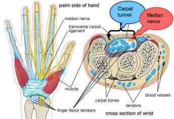 The carpal tunnel.