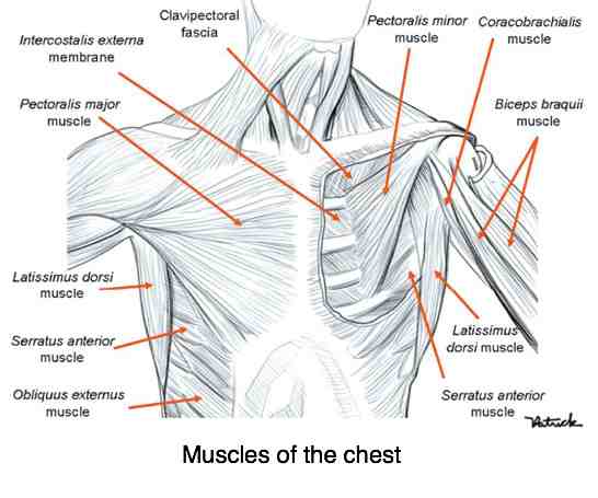 Anatomy Of Chest Pain Pectus Carinatum Causes Symptoms Brace