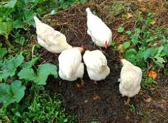 Chickens and worm farms go to together. Chickens and worm farms go to together.