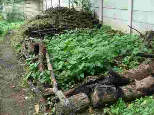 compost heap green beans opt compost heap green beans opt