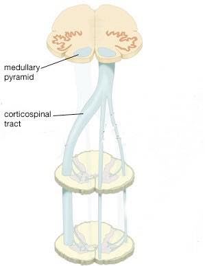 The cortico spinal tract may be affected by spinal stenosis.