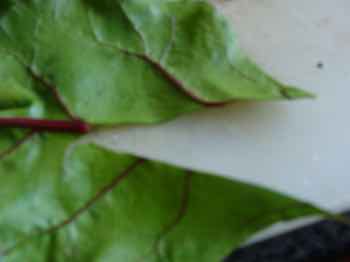 De-veining beet greens. De-veining beet greens.