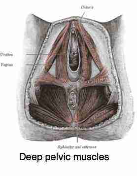 The deep pelvic muscles are central to the Maigne's syndrome exercises.