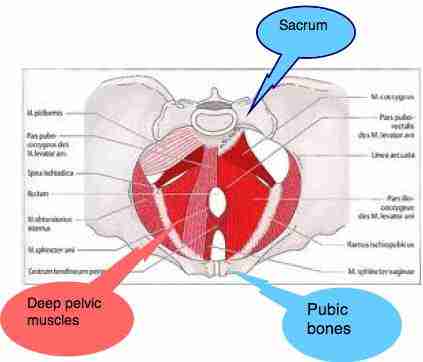 Sacroiliac joint is beautifully and wonderfully made.