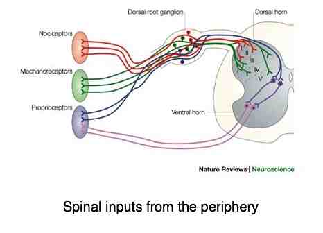 The dorsal horn inputs are important in chiropractic therapy. The dorsal horn inputs are important in chiropractic therapy.