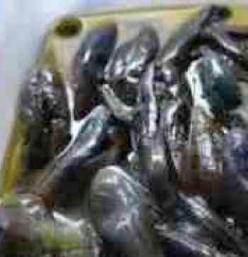 Eggplant slugs for the banting diet.