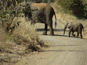 Elephant and her calf at Kruger National Park near to Nelspruit. Elephant and her calf at Kruger National Park near to Nelspruit.