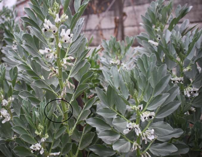 Fava beans the promise of L-dopa