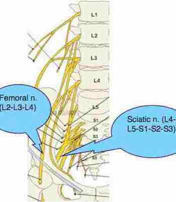 Femoral and sciatic nerve roots. Femoral and sciatic nerve roots.