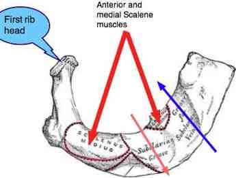 The first rib with arrows showing the placement of the scalene muscles. The first rib with arrows showing the placement of the scalene muscles.